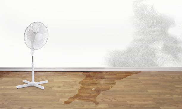 Best Water damage mitigation services  in Mount Rainier, MD